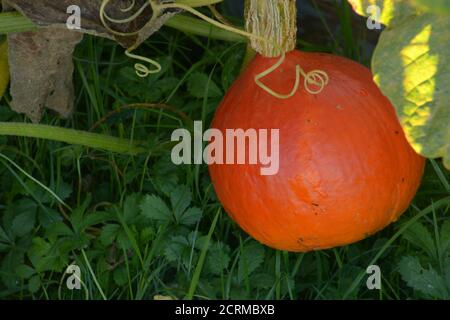 Reif orange hokkaido Squash wächst im bayerischen Garten Stockfoto