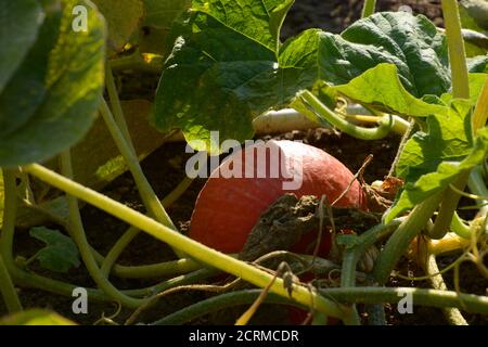 Red kuri Squash wächst im Gemüsegarten Stockfoto