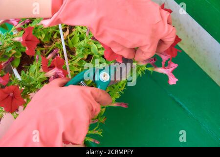 Frau pflückt Blumen aus dem Schneidergarten. Arbeiter trimmen Blumengarten Stockfoto