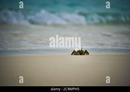 Geisterkrabbe am Strand auf den Malediven Stockfoto