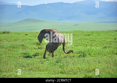 Wilder Strauß im Ngorongoro Nationalpark in Tansania Stockfoto