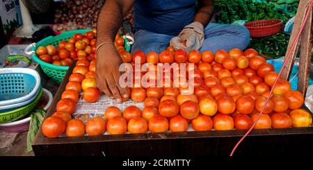 Ein indischer Gemüsehändler, der rote Tomate auf Ladentisch in der Landwirtschaft anordnet. Stockfoto