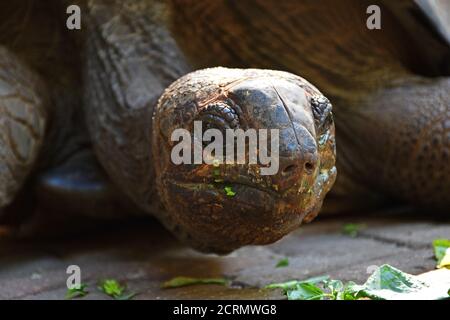 Riesenschildkröte auf Sansibar Island Stockfoto