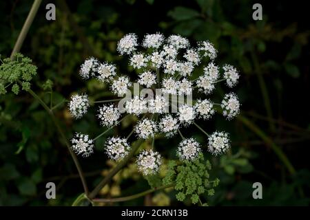 Verwandt mit Hemlock und Hogweed der Wald oder Wild Angelia ist ein hoher Jahressass, der feuchte, saure Böden bevorzugt und in direkter Sonne oder tiefem Schatten wächst Stockfoto