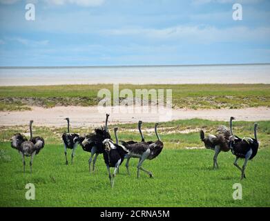 Strauß im Etosha Nationalpark Stockfoto