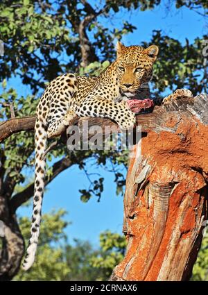 Leopard im Okinjima Reserve in Namibia Stockfoto