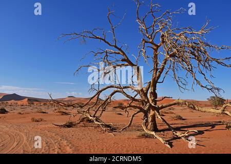 Sossusvlei Dunes in Namibia Stockfoto