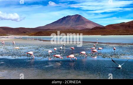 laguna Hedionda voller schöner rosa anden Flamingos. Wunderbare exotische Vulkanlandschaft. Stinkender See Hedionda in Bolivien. Grasende Vögel. Stockfoto