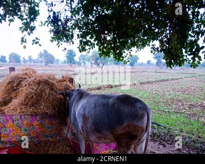 Eine Kuh frisst Gras auf Bauernhöfen Hintergrund. Stockfoto