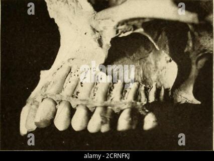 . Orale Roentgoenologie : eine Roentgen Studie der Anatomie und Pathologie der Mundhöhle . Abbildung. Abbildung ist. Stockfoto