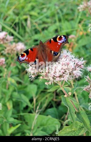Europäischer Pfau Schmetterling auf EINER Blume von Schmetterling Bush Stockfoto