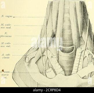 . Grundriss der Lungenchirurgie . agus pig. 7. Nachbarorgane der linken pleura mediastinalis. Nach einem Präparat desKönigsberger anatomischen Instituts. 1 – 3 cm von der Lungenspitze überragt, während bei Rücklage undstarker Inspiration durch die änderte Stellung der Clavicula diesnicht der Fall ist. In ihrem lateralen Abschnitt stehen die Apicespleurae mit der Innenfläche des unteren Skalenusansatzes in Verbindung.Quer über (he Brustfellkuppeln weg laufen beiderseits die Art.subclaviae, die pleura voraus. Von den Aesten der Art, subclavialiegen der vorderen Hälfte der Pleurakup Stockfoto