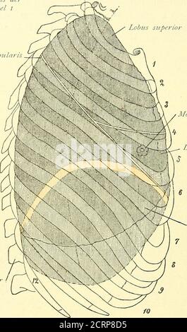 . Grundriss der Lungenchirurgie . Sin.pl. Zwerche Uli rsp ru ng Abb. 3. Lage der Brusteingewande im Thorax: Lungen dunkel, pleura hell kraf- f.ert, Herz punktiert. 1 – 11 Bezeichungen der Rippen, j- Incisura cardiaca der linken Lunge, ft gegend, wo der Herzbeutel ohne Zwischenlagerung von pleura an die vordere Brustwand stößt. Nach Pansch, Anatom. Vorlesungen, Abb. 45. Auf der linken Seite stehen die unteren Brustfellgrenzen, doch ist diese Differenz klinisch kaum von Bedeutung. Während die unteren pleura grenzen im allgemeinen in ihrer Lage höchsten inder Auslegung eines Querf Stockfoto