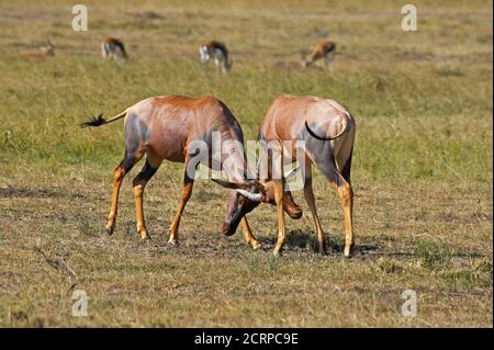 TOPI Damaliscus Korrigum, Männchen kämpfen, Masai Mara-Park in Kenia Stockfoto