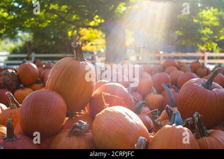 Eine große Menge Kürbisse sind auf dem Display entlang der Seite einer Landstraße, während eines klaren, Herbst Nachmittag, in der Nähe einer großen Eiche und einem weißen Zaun. Stockfoto