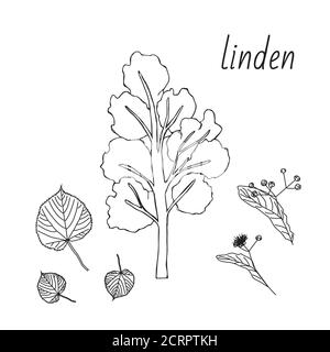 Linden-Set. Isolierte Elemente. Blätter, Blumen und Knospen von Linden. Vektor-Lindenbaum, Skizze Stock Vektor