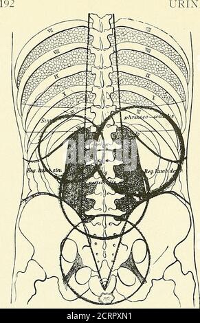 . Die Grundsätze und Praxis der roentgenologischen Technik . Abb. 277. - Röntgenaufnahme der Region, die von der Gallenblase in der horizontalen Haltung besetzt ist. Schwierigkeiten aber fünfzig Prozent der Calculi können shownCalculi haben nicht genügend Liiue Inhalt und kann in einigen Platten zeigen und nicht auf. HARNWEGE -Abb. JYS Stockfoto