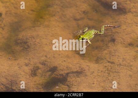 Frosch schwimmt auf dem Wasser mit Kopierraum, Pelophylax esculentus oder Teichfrosch Stockfoto