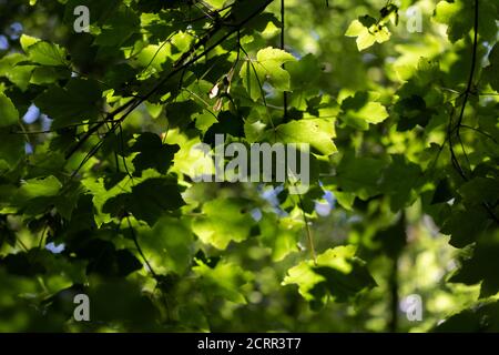 Sonnenbeschienenen Laub im Wald. Sonnenstrahl und Sonne im Wald Stockfoto