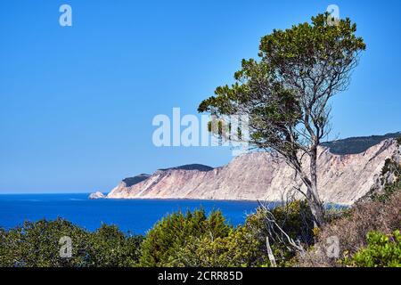 Einsamer Baum an einer zerklüfteten Küste auf der Insel Kefalonia In Griechenland Stockfoto