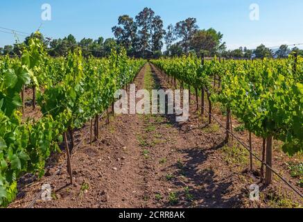 Bio-Weinberg befindet sich im Maipo-Tal in der Umgebung, Santiago de Chile, Chile. Stockfoto