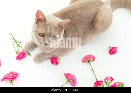 Schottische Katze schaut auf die Kamera und Rosen Blumen auf weiß. Schottische Katze und Blumen Stockfoto