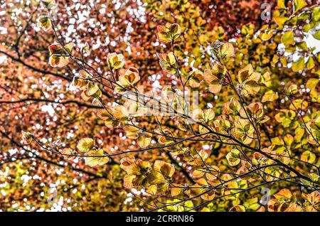 Zweige mit jungen Blättern einer roten Buche im Frühling, fotografiert gegen das Licht der Sonne Stockfoto