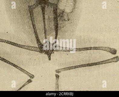 . Manuel de radioscopie et de radiographie par l'emploi des rayons X . Abb. 52. - Grenouille radiographiée. – 86 - laire du bichromate de potasse, puis ils font macérer IR. piècedans une Solution de Nitrat dargent. Les insertions et lesfibers musculaires sont, par cette méthode, indiquées surlépreuve photographique avec une précision merveil-leuse. UN archéologue avait fait lacquisition dune main demomie envelopée de ses bandelettes, quon lui donnaitcomme datant de 4.000 ans. Des amis ayant émis des doutessur lauthenticité de cette relique, larchéologue soumit lamain aux rayons X et lépreuve Stockfoto