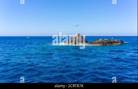 Malerische Aussicht auf Möwen über dem ägäischen Meer auf Felsen, Santorini, Kykladen, Griechenland. Stockfoto