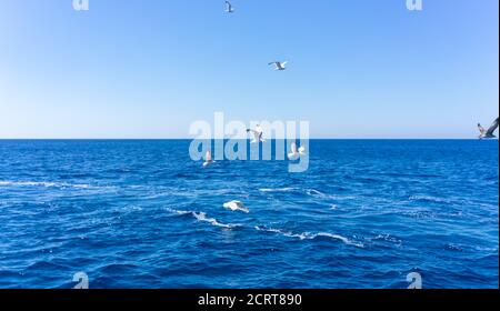 Landschaftlich schöner Blick auf Möwen über der ägäis gegen blauen Himmel. Santorini, Kykladen, Griechenland. Stockfoto