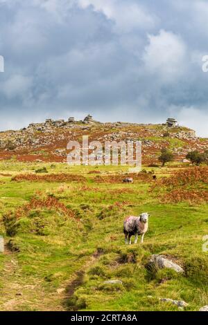 Der Cheesewring auf Bodmin Moor in Cornwall, England Stockfoto