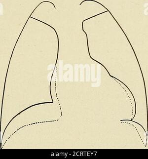 . Das Herz und die Aorta; Studien in der klinischen Radiologie . DAS PERIKARD 177 im Menschen. Bei der Frau ist die Amplitude dieser Bewegungen unbestimmt. Wenn aus irgendeinem pathologischen Grund eine der Membranen unbeweglich gemacht oder ihre Bewegungen nur reduziert, kann das andere Zwerchfell seinen normalen Grad der Exkursion beibehalten (Abb. 129, 130, 131, 132). Wenn es keine pathologische Störung in der Lunge, der Pleurce und der Leber gibt, um die Verminderung der Membranbewegungen zu erklären, sind die beobachteten Änderungen auf Adhäsionen zwischen dem Herzen, dem Peri-kardium und dem Zwerchfell zurückzuführen. Die Mobilität des Stockfoto