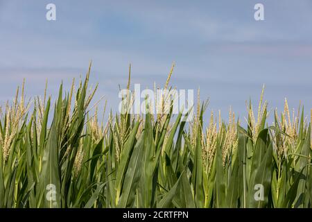 Maisfeld mit Maisseln während der Sommer-Vegetationsperiode. Konzept der Landwirtschaft, Agriscience, Agrobusiness und Agronomie Stockfoto