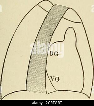 . Das Herz und die Aorta; Studien in der klinischen Radiologie . Abb. 49. ACHT POSTEEIOE SCHRÄGE POSITION, 50 DEGEEES A, Aorta; OG, linker Aurikel; VG, linker Ventrikel; Diaphr., Zwerchfell; Kol., Wirbelsäule. VALVULARAFFEKTIONEN 85 die Indikationen, die durch die Untersuchung in der Overlikposition gegeben werden, vervollständigen die radiologische Diagnose einer simplemitralen Stenose. Stockfoto