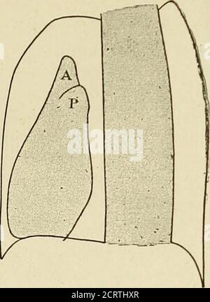 . Das Herz und die Aorta; Studien in der klinischen Radiologie . Abb. 24. ACHT LATEEAL POSITIONA, aufsteigende Aorta. HERZSCHATTEN IM NORMALZUSTAND 49. Abb. 25. LINKER LATEEAL POSITIONA, Aorta; P, Lungenbereich. ; Stockfoto