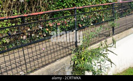 Liebe Locks auf Geländer neben dem Fluss Dart in Totnes. Stockfoto