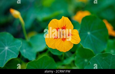 Orangefarbene Knospe von Kapuzinerkresse. Blume Nahaufnahme, grünes Blatt, Ort für Text. Gartenblühende Pflanze. Speicherplatz kopieren. Gelbe Blüten. Stockfoto