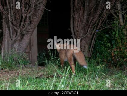 Fuchs bei Nacht weg von der Kamera in die Dunkelheit dazwischen Bäume Stockfoto