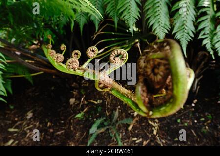 Ein Farn, der junge Wedel im tropischen Wald ausrollt. Stockfoto