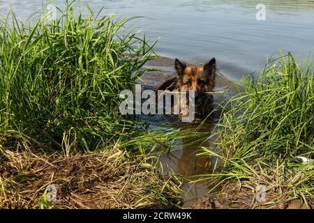 deutscher Schäferhund schwimmt im Fluss. Hund steht im Wasser mit einem Stock in den Zähnen. Stockfoto