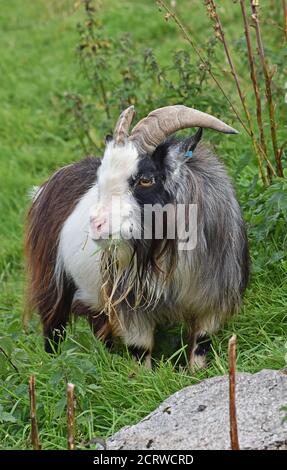 Hausgottich in Farm Field, Aberdeen, Schottland Stockfoto