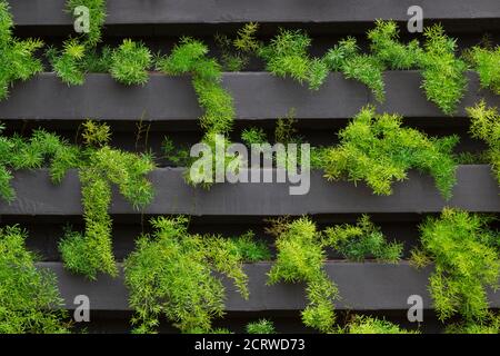 Vertikaler Garten mit jungen Pflanzen wachsen. Nachhaltiges Wohnen. Konzeptbild. Leerzeichen für Text. Stockfoto