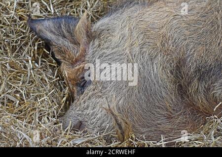 Mangalitsa Schwein auf Stroh in Scheune Stockfoto