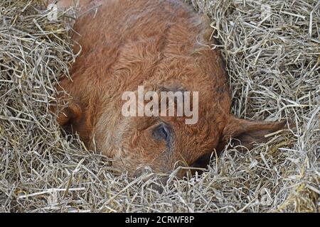 Mangalitsa Schwein auf Stroh in Scheune Stockfoto