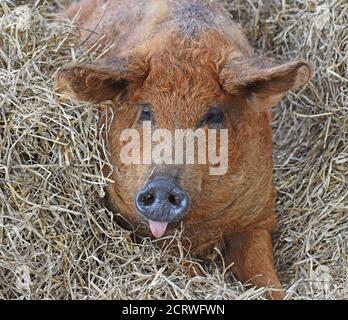Mangalitsa Schwein auf Stroh in Scheune Stockfoto