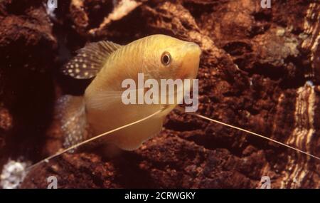 Goldene Morphe des Blauen Gurami, Trichopodus trichopterus Stockfoto