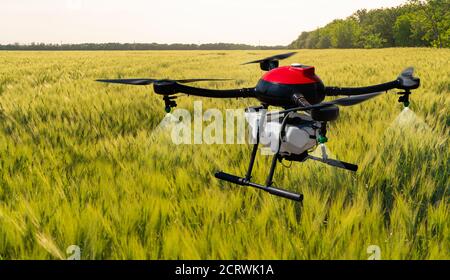 Landwirtschaftliche Drohne fliegt über das Maisfeld. Intelligente Landwirtschaft und Präzisionslandwirtschaft Stockfoto