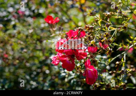 Schmetterling Nymphalidae mit Augen lat. Aglais io. Der Pfau sitzt auf einer roten Rose. Hagebuttenknospe im Garten. Verschwommener Hintergrund mit Textort. Rot Stockfoto