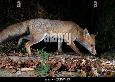 Fuchs in der Nacht, Futter in toten Blättern Stockfoto