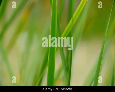 Grünes Gras Blätter, abstrakter Hintergrund, Reinheit Konzept Stockfoto